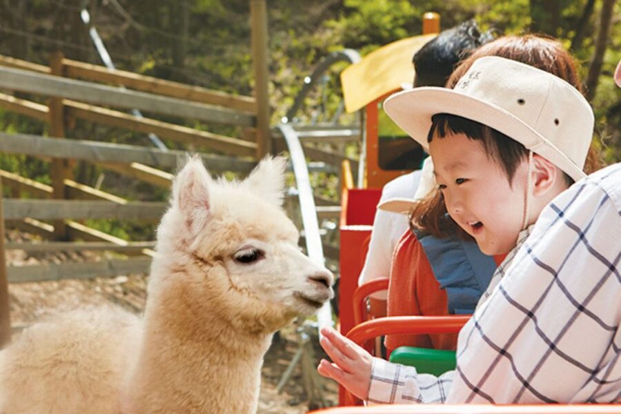 Seoul: The Painter Show with Nami Island or Alpaca World - Transport, timing, and the shape of the day