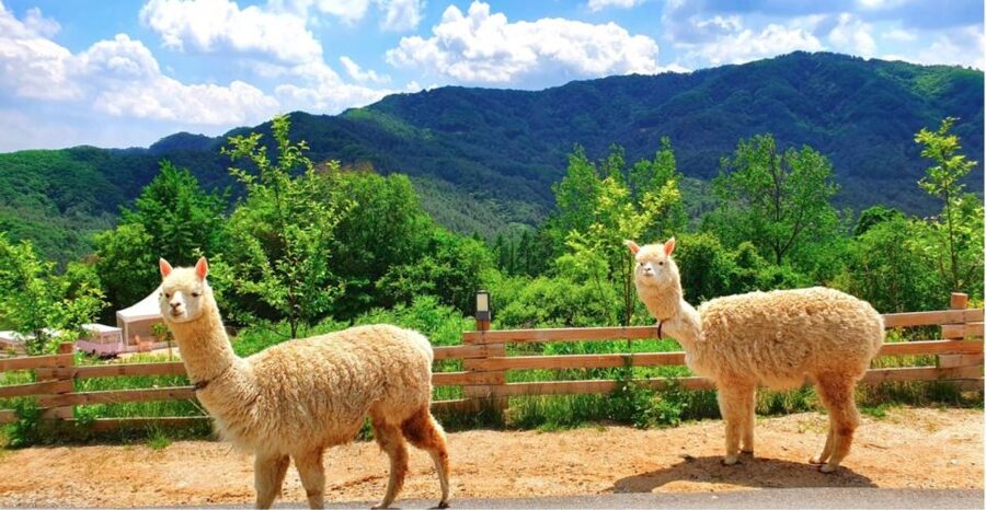 Seoul: The Painter Show with Nami Island or Alpaca World - Food, packing, and useful planning