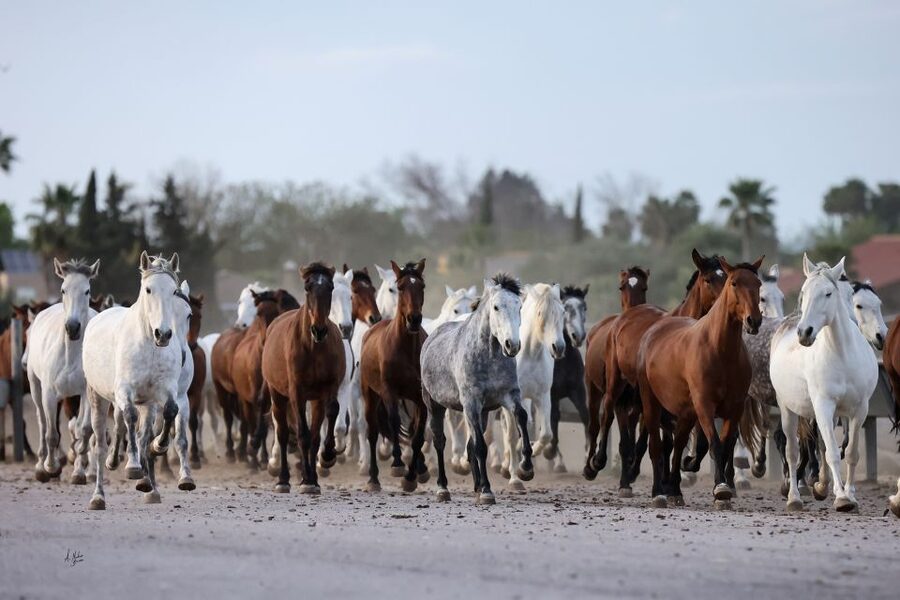 Seville: Horse's Show Entry Ticket. Optional Stud Farm Visit - Key points before you book