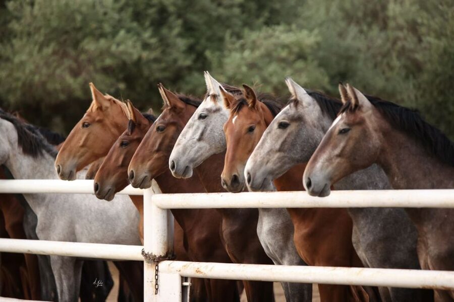 Seville: Horse's Show Entry Ticket. Optional Stud Farm Visit - What makes the horses the real draw