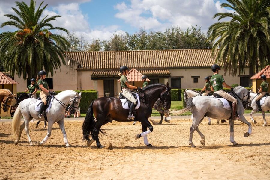 Seville: Horse's Show Entry Ticket. Optional Stud Farm Visit - Getting to the ranch from Seville