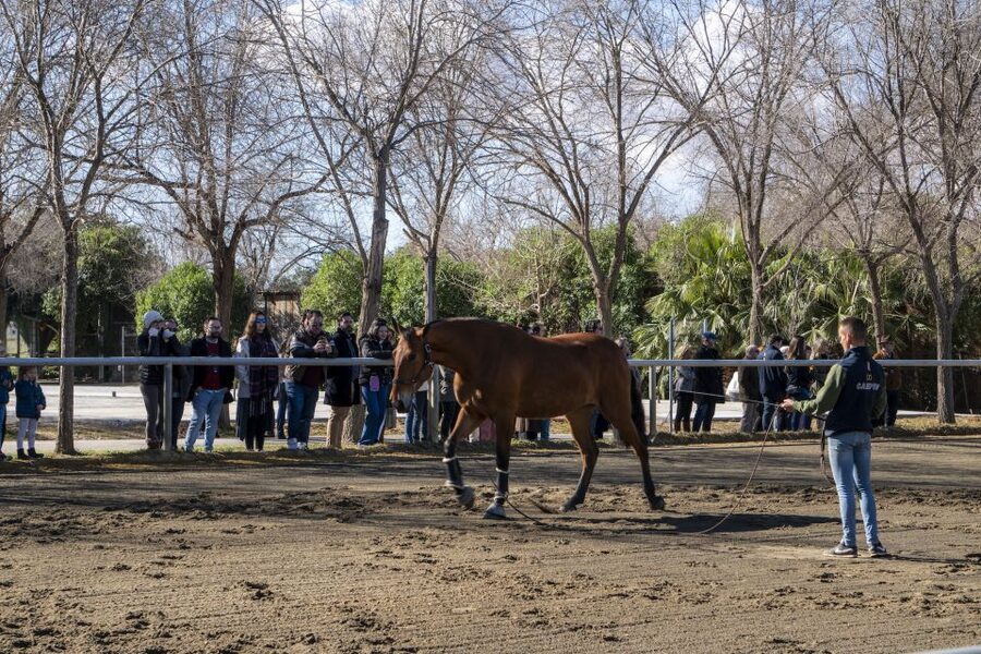 Seville: Horse's Show Entry Ticket. Optional Stud Farm Visit - Is $35 a good value?