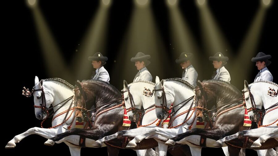 Seville: Horse's Show Entry Ticket. Optional Stud Farm Visit - Who should book this experience?