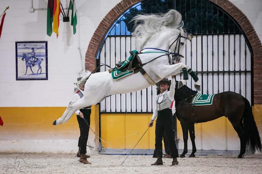 Torremolinos: Spanish horse and flamenco show - The horse show at El Ranchito