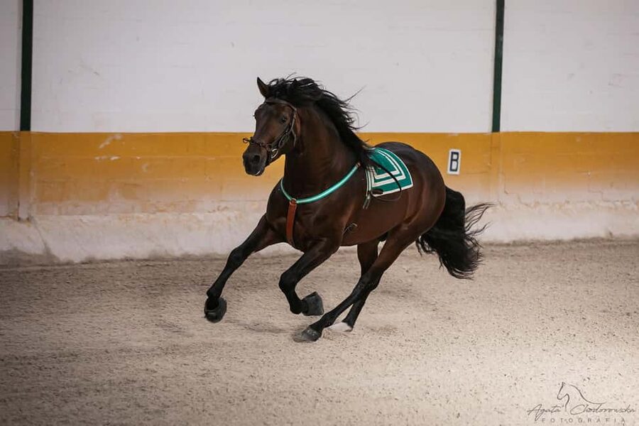 Torremolinos: Spanish horse and flamenco show - What the 90-minute performance feels like