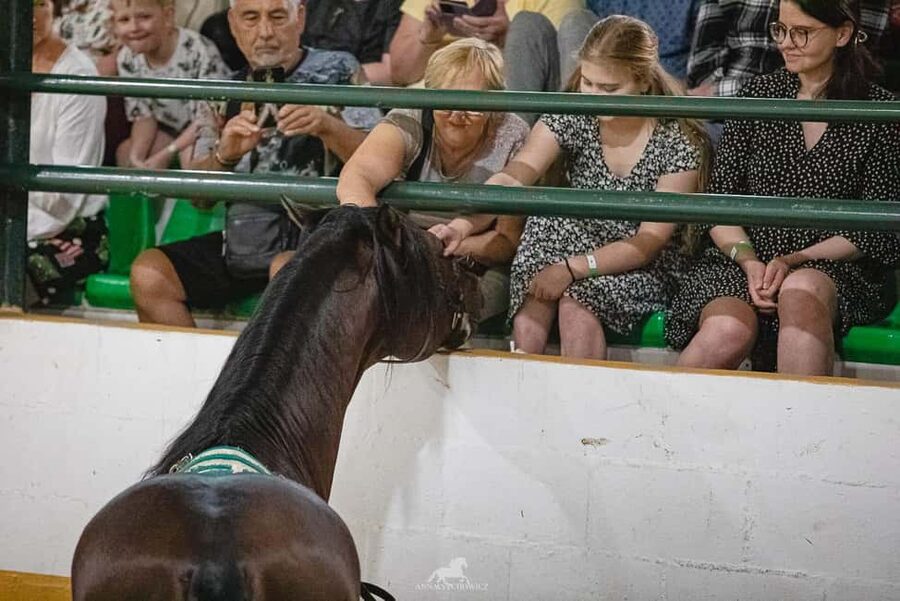 Torremolinos: Spanish horse and flamenco show - Choosing transport from Málaga and the coast