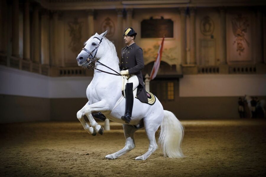 Vienna: Spanish Riding School 45-Minute Performance Show - Key Points to Know Before You Book