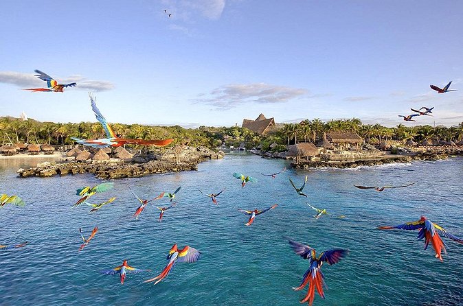 Xcaret Park Day Tour & Night Show with Transportation - Who Will Enjoy This Xcaret Day