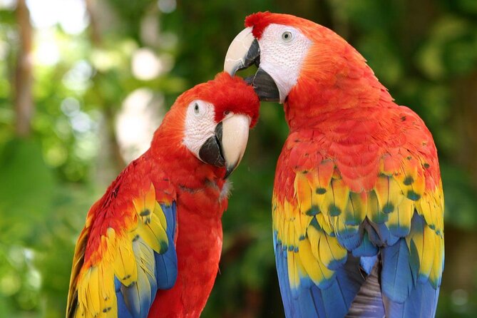 Xcaret Park Entry Tickets with Cultural Night Show Included - Key points to know before you book